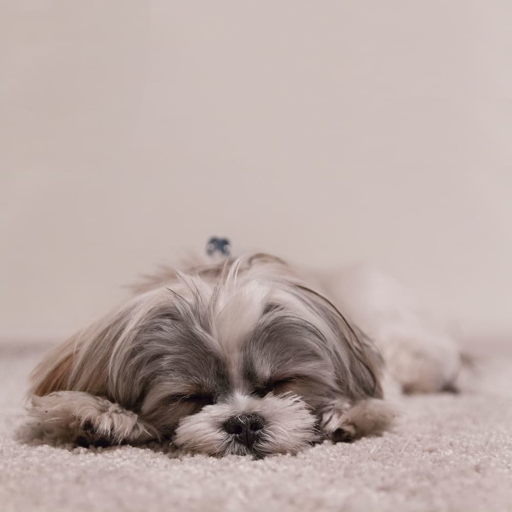 Pet-friendly