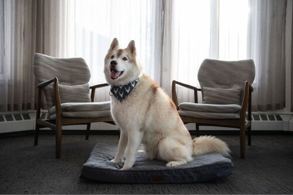 Pet-friendly