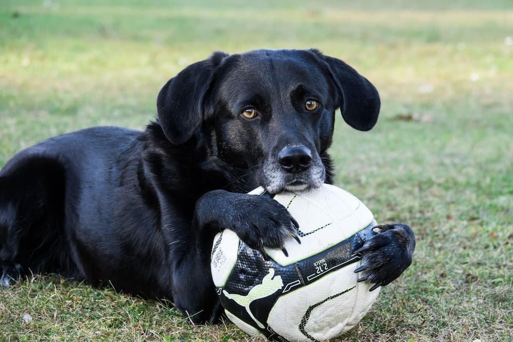 Pet-friendly