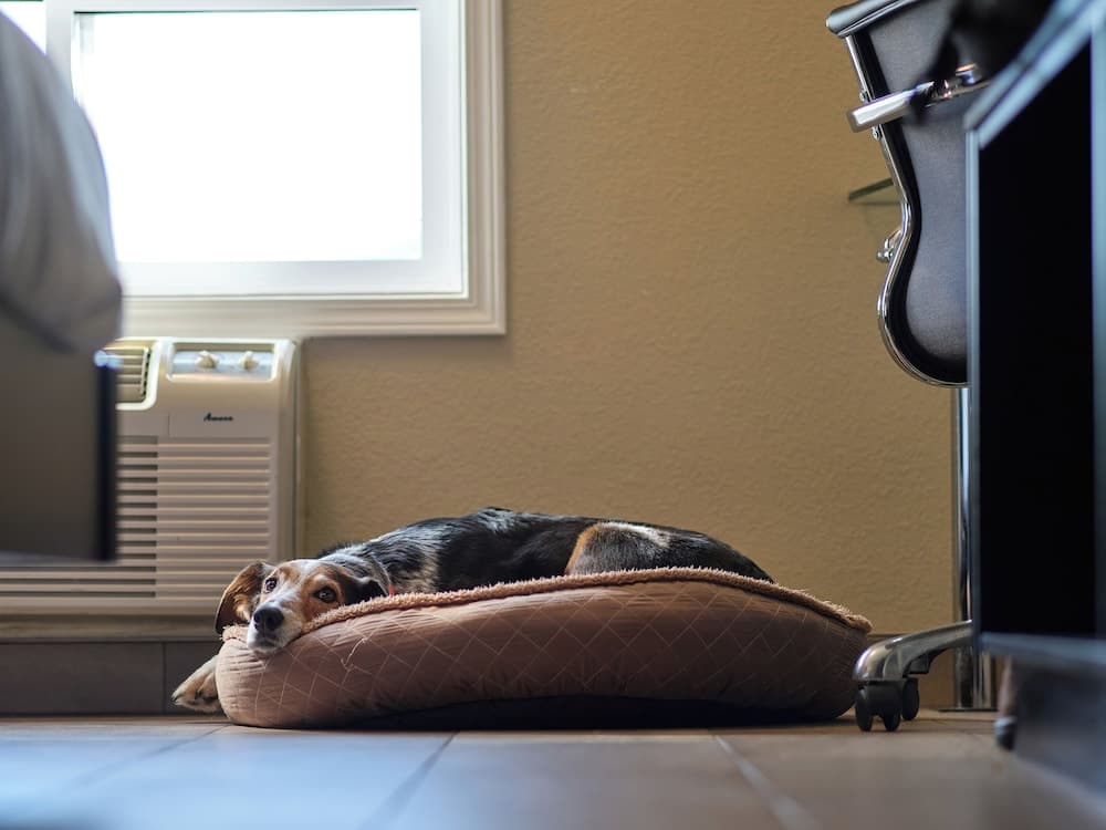 Pet-friendly
