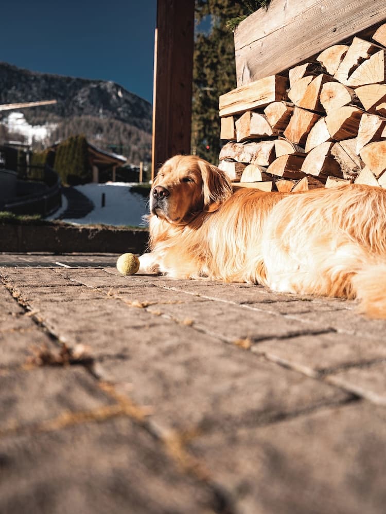Pet-friendly amenities