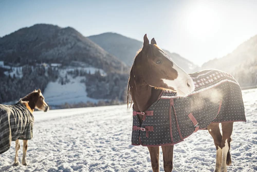 Horseback riding