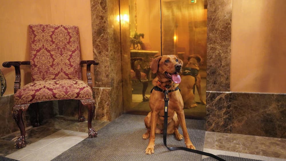 Pet-friendly