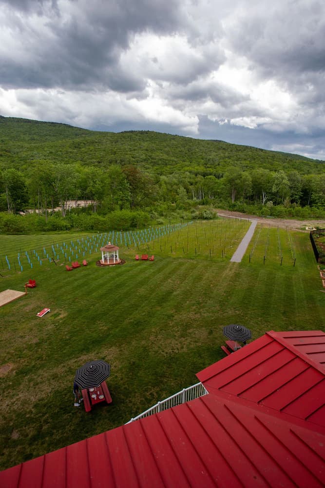 Vineyard view