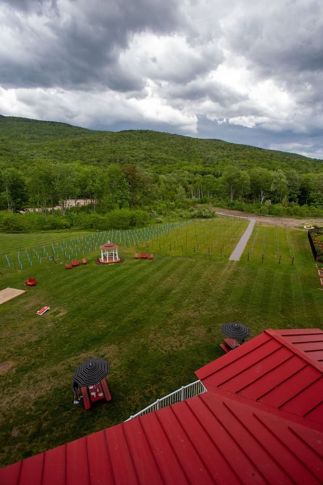 Vineyard view