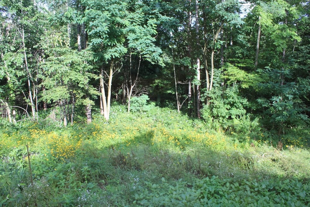 View from property