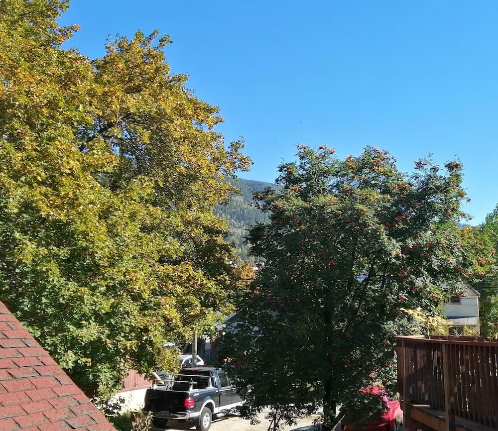 Garden view
