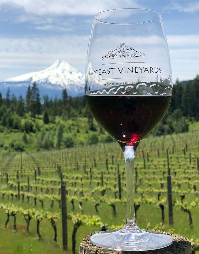 Vineyard