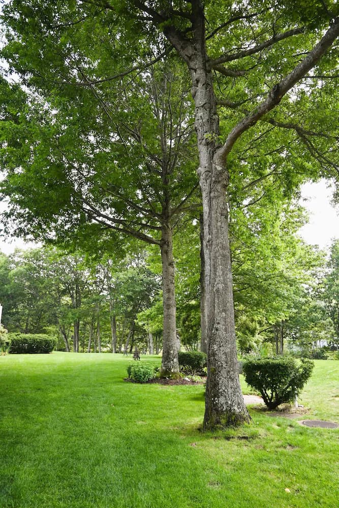 Garden view
