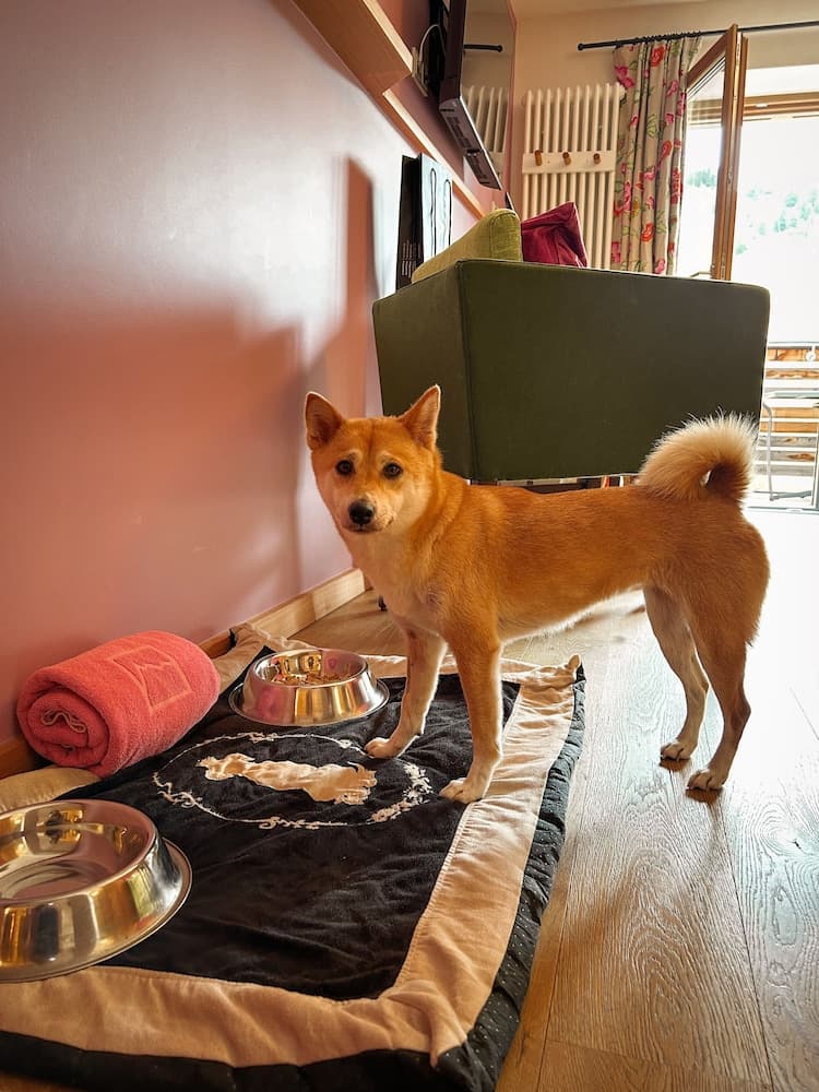 Pet-friendly