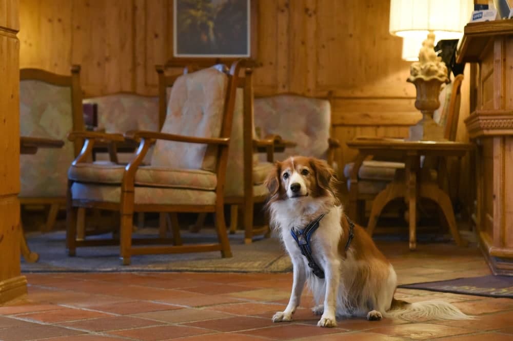 Pet-friendly