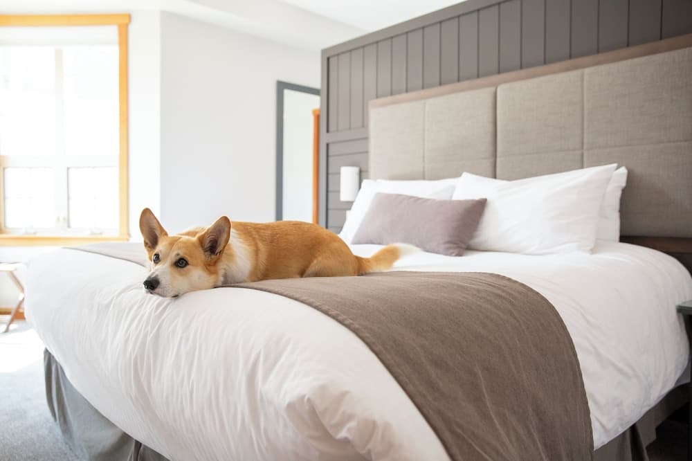 Pet-friendly