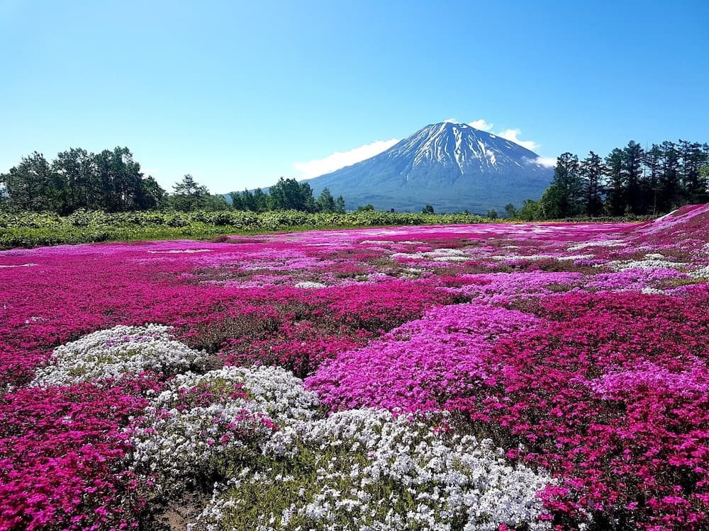 Safari