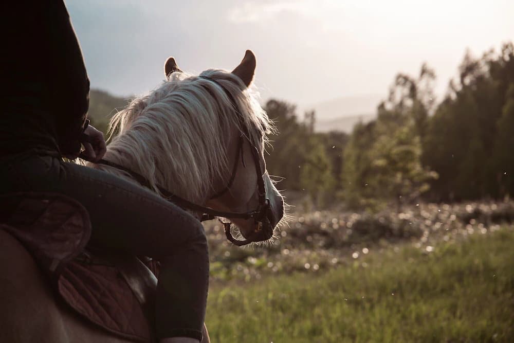 Horseback riding