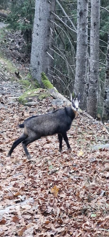 Game viewing