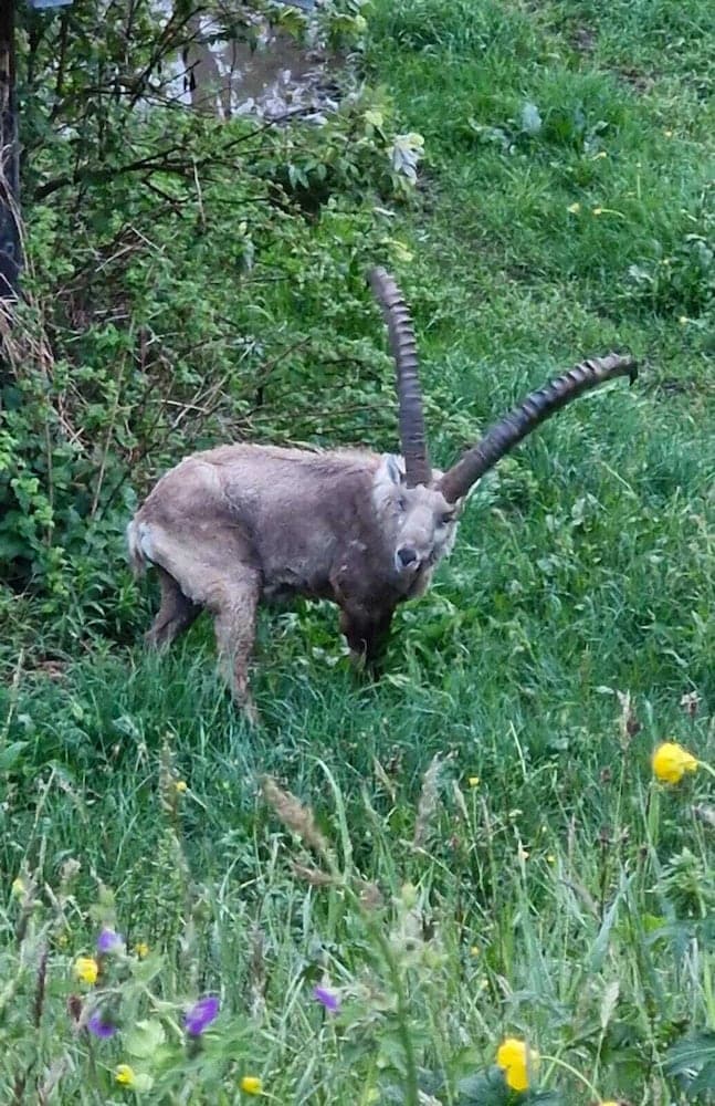 Game viewing