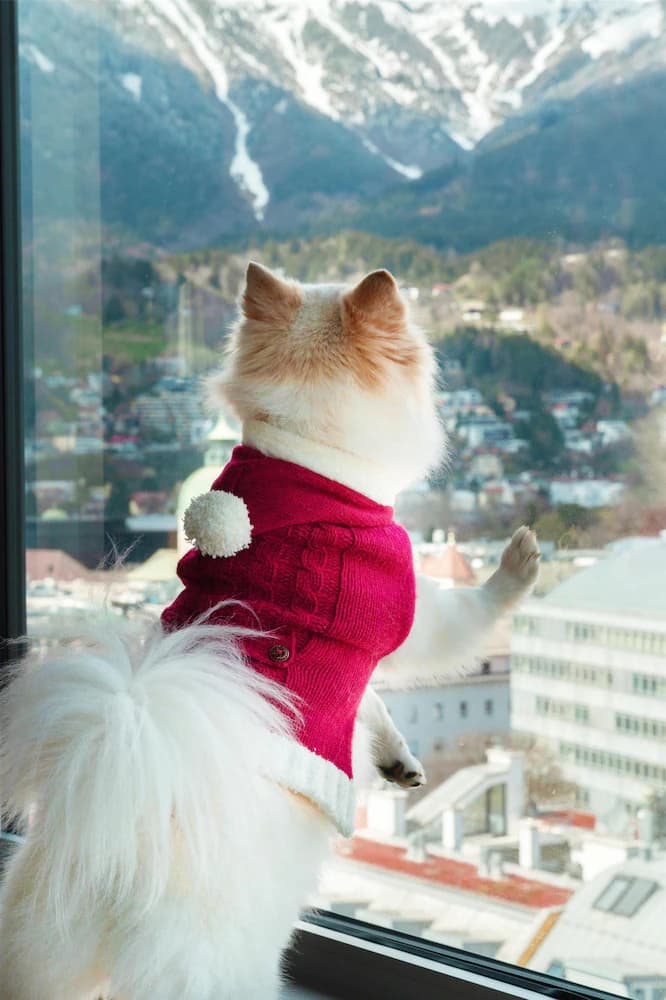 Pet-friendly
