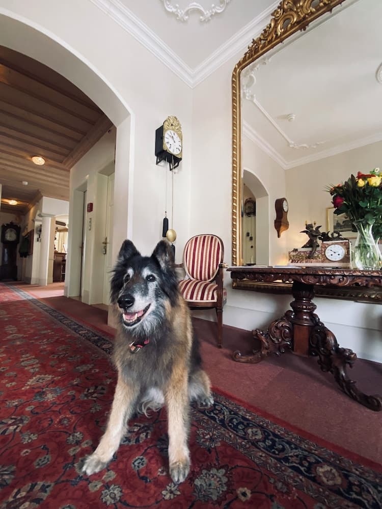 Pet-friendly