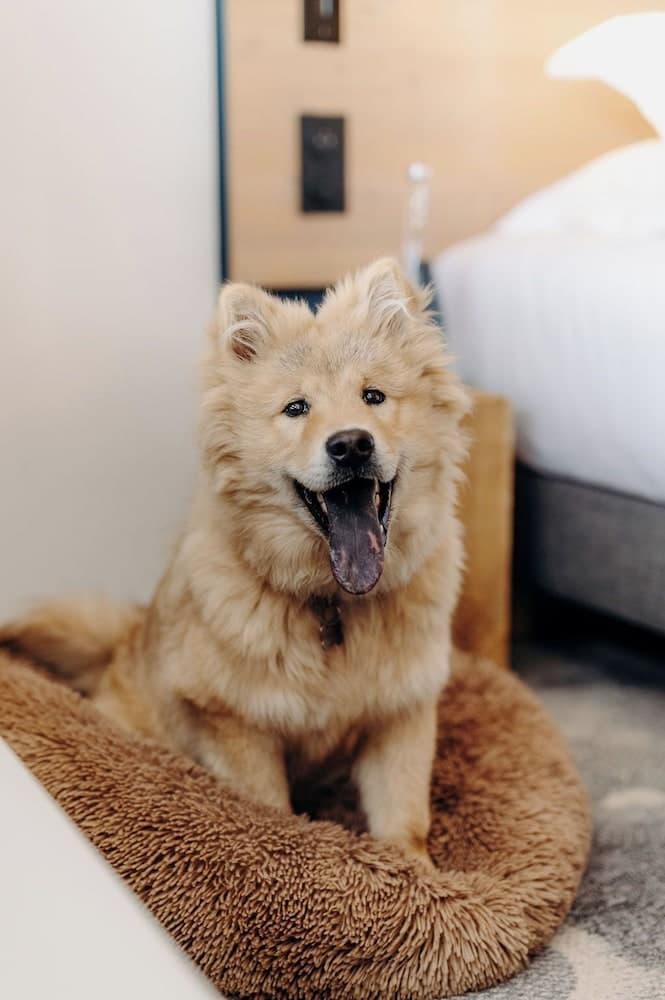 Pet-friendly amenities