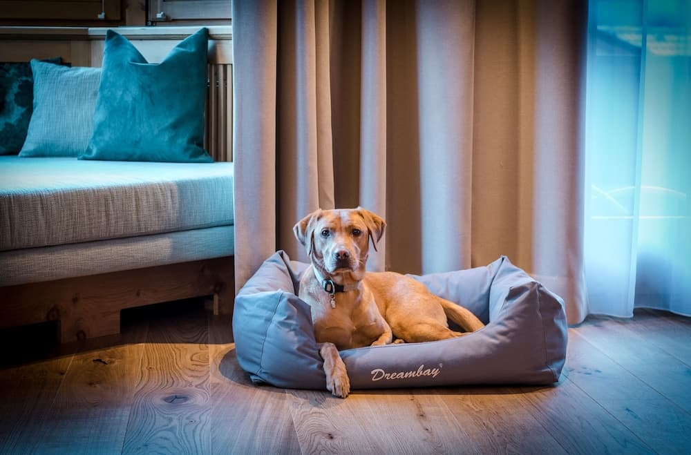 Pet-friendly